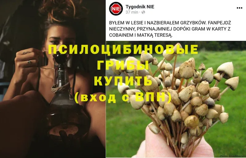 Псилоцибиновые грибы Psilocybe  omg ССЫЛКА  Шенкурск 